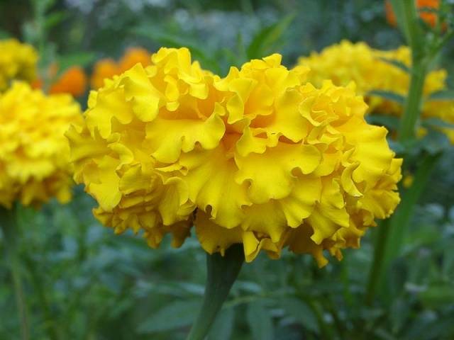 Marigolds: varieties with photos and names