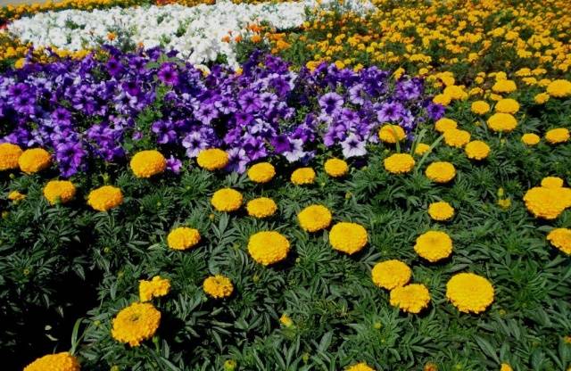 Marigolds: varieties with photos and names