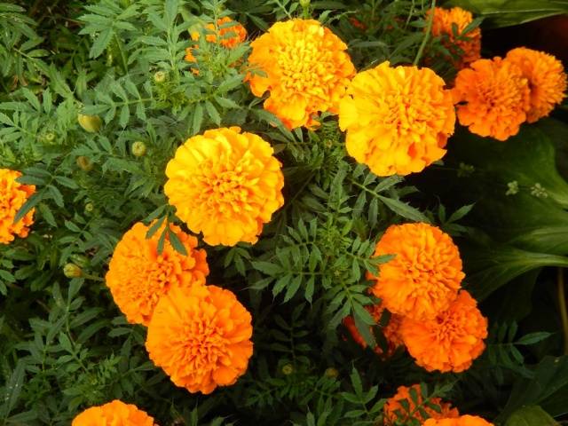 Marigolds: varieties with photos and names