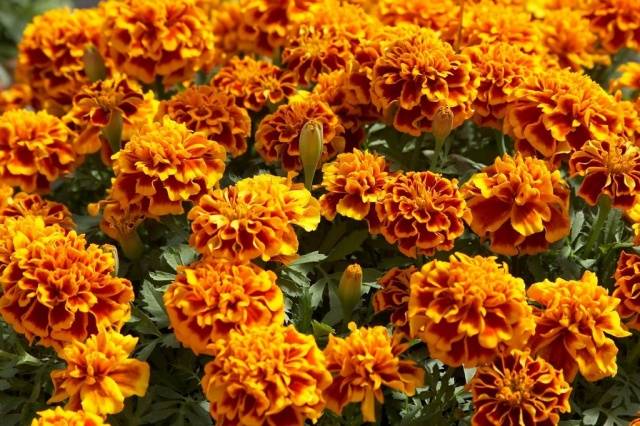 Marigolds: varieties with photos and names