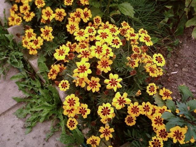 Marigolds: varieties with photos and names