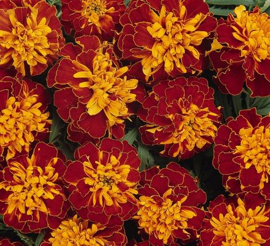 Marigolds: varieties with photos and names