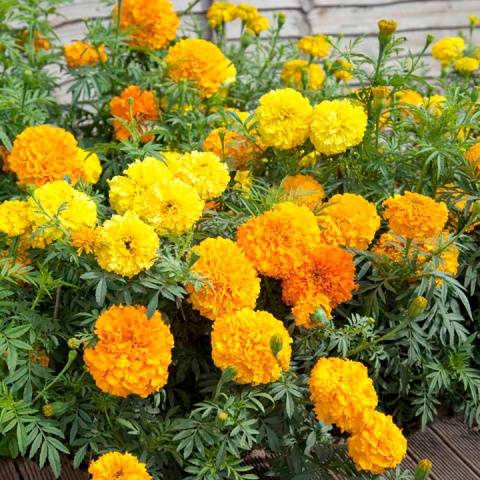 Marigolds: varieties with photos and names