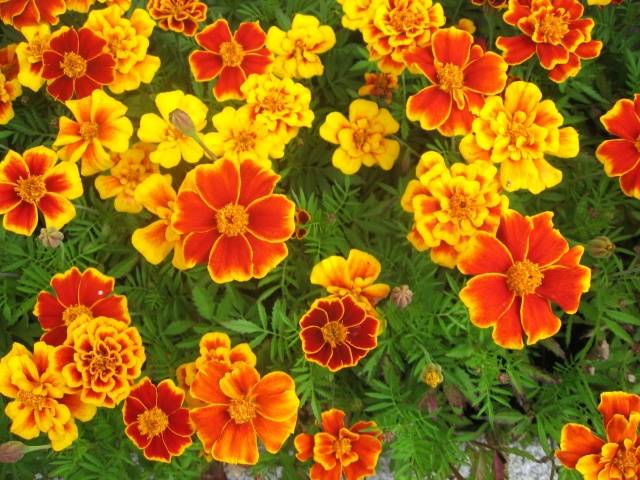 Marigolds: varieties with photos and names