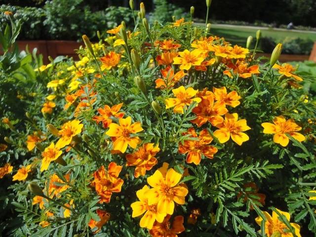 Marigolds: varieties with photos and names