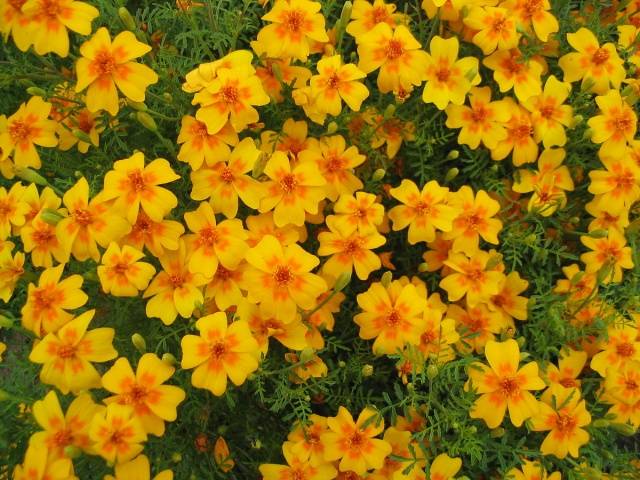 Marigolds: varieties with photos and names