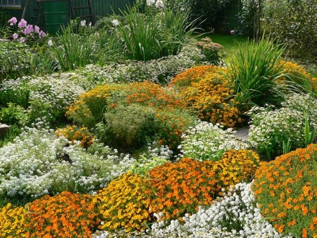 Marigolds: varieties with photos and names