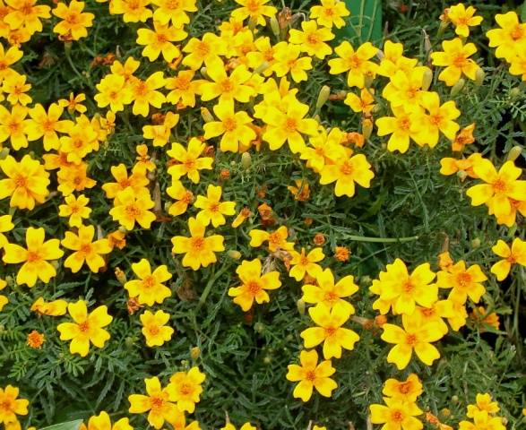 Marigolds: varieties with photos and names