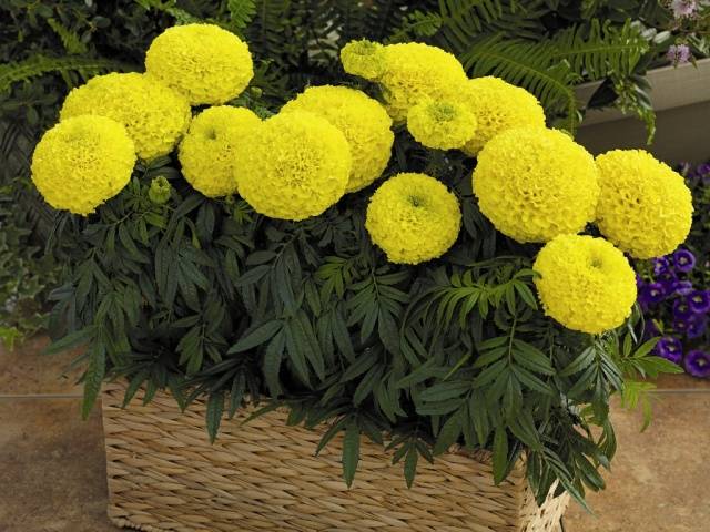 Marigolds: varieties with photos and names