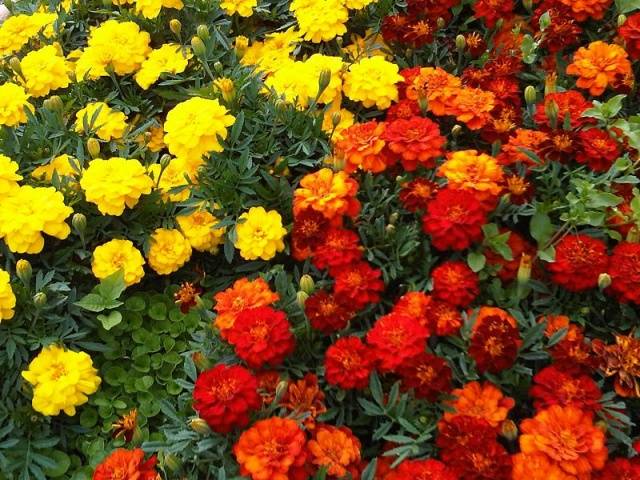 Marigolds: varieties with photos and names