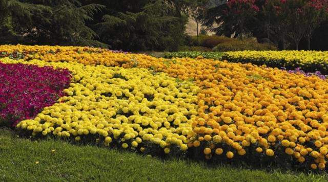 Marigolds: varieties with photos and names