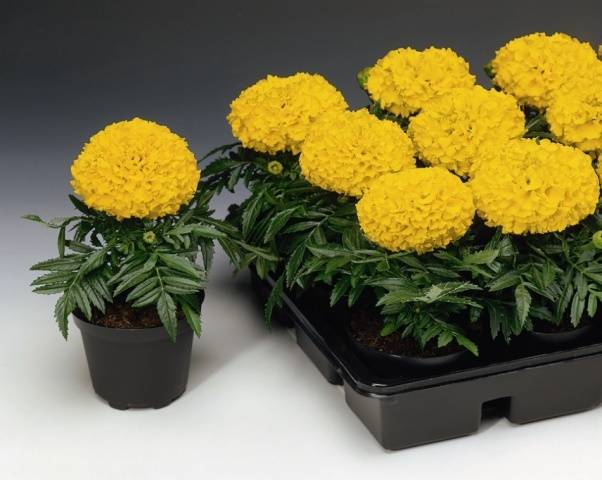 Marigolds: varieties with photos and names