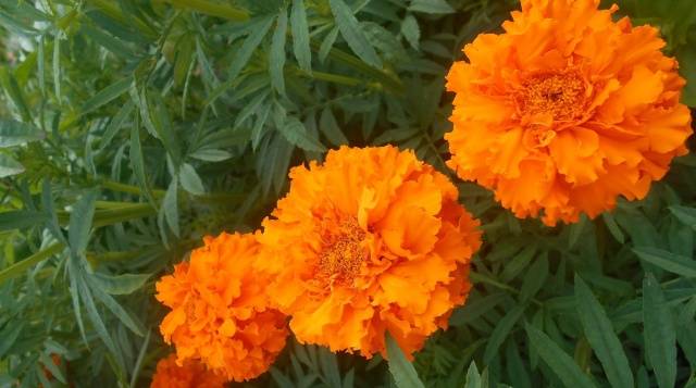 Marigolds: varieties with photos and names