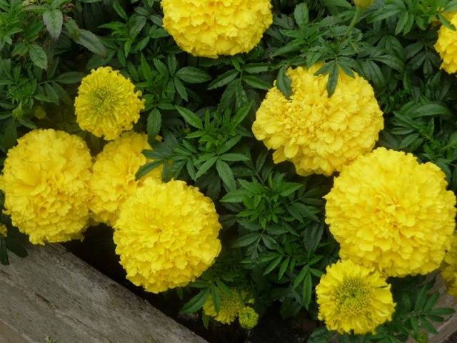 Marigolds: varieties with photos and names