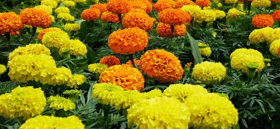 Marigolds: varieties with photos and names