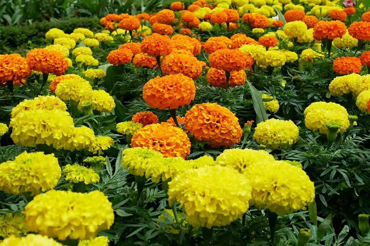 Marigolds: varieties with photos and names