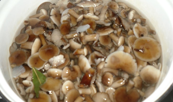 Marinade recipes for milk mushrooms (with video)