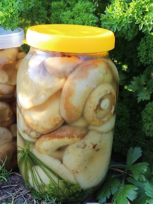 Marinade recipes for milk mushrooms (with video)