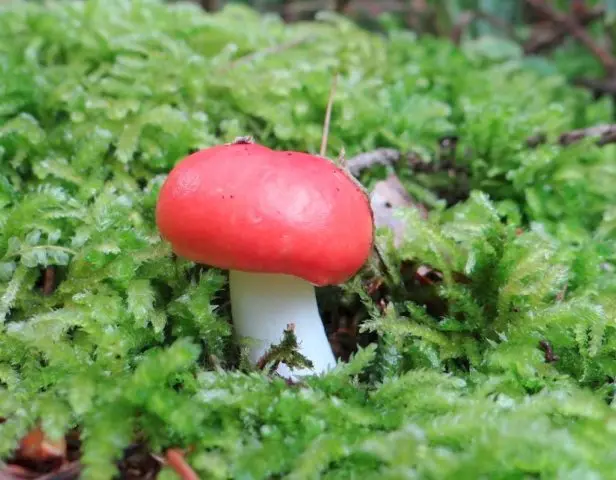 Marinated russula for the winter: recipes for cooking in jars