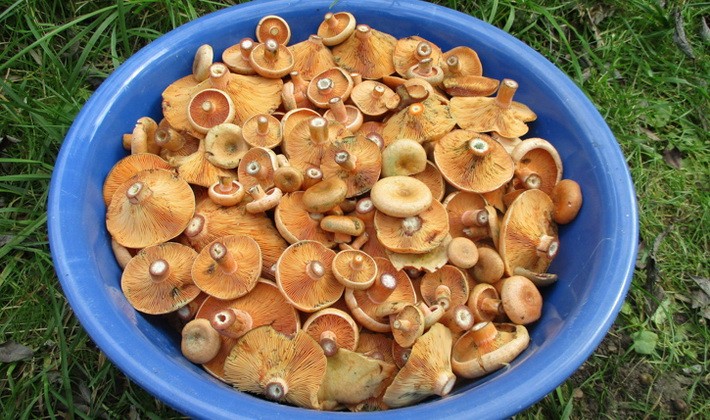 Marinating mushrooms for the winter in various ways