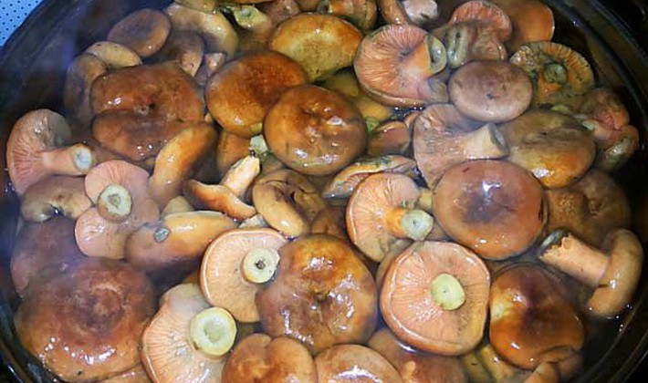 Marinating mushrooms for the winter in various ways