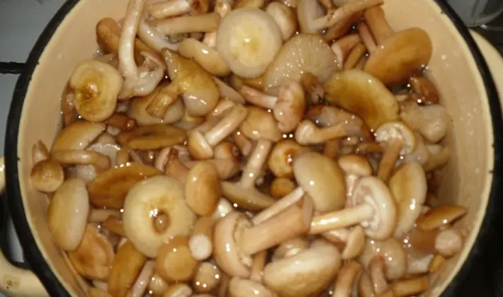 Marinating mushrooms for the winter: recipes for blanks without sterilization