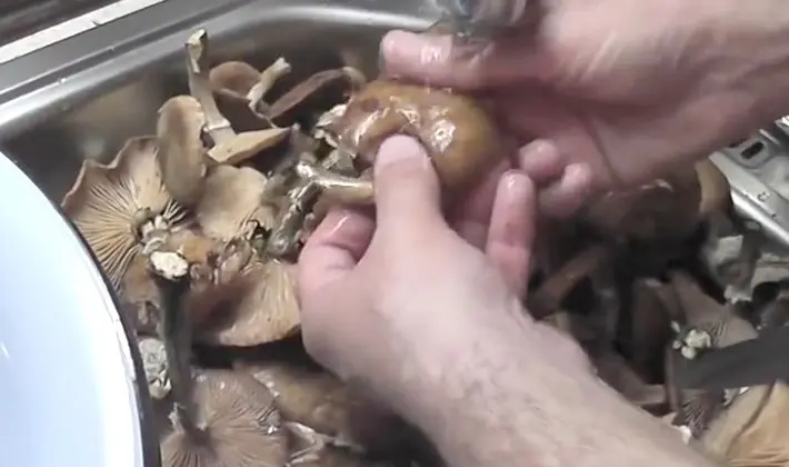 Marinating mushrooms for the winter: recipes for blanks without sterilization