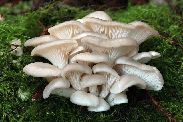 Marinating oyster mushrooms at home