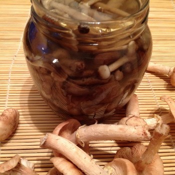 Marinating summer, autumn and hemp mushrooms for the winter