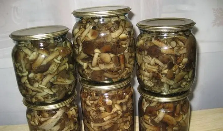 Marinating summer, autumn and hemp mushrooms for the winter