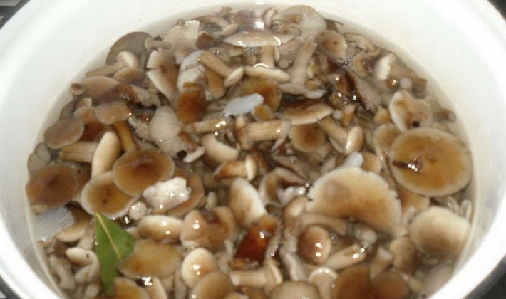 Marinating summer, autumn and hemp mushrooms for the winter