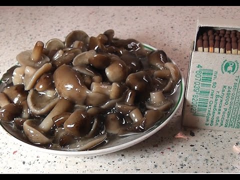 Marinating summer, autumn and hemp mushrooms for the winter