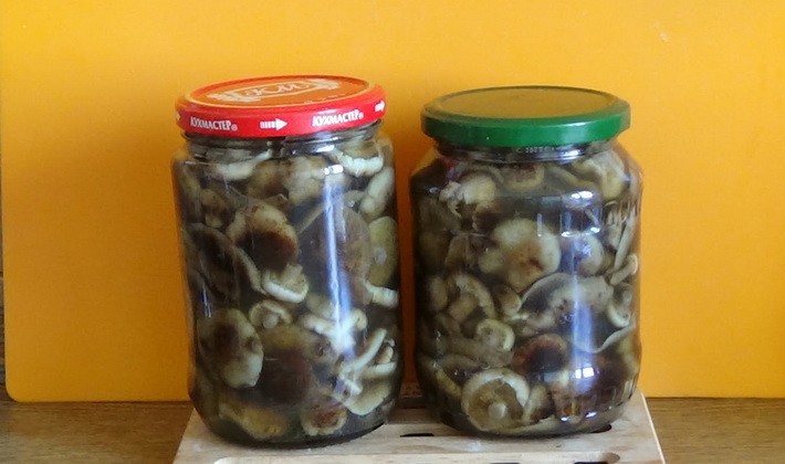 Marinating summer, autumn and hemp mushrooms for the winter