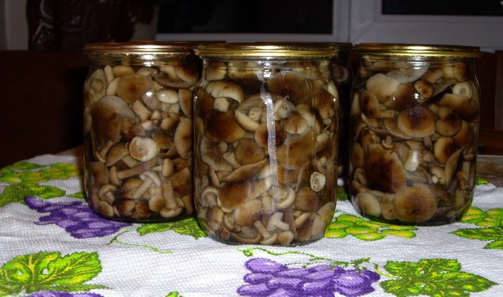 Marinating summer, autumn and hemp mushrooms for the winter