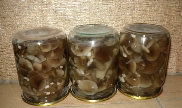 Marinating summer, autumn and hemp mushrooms for the winter