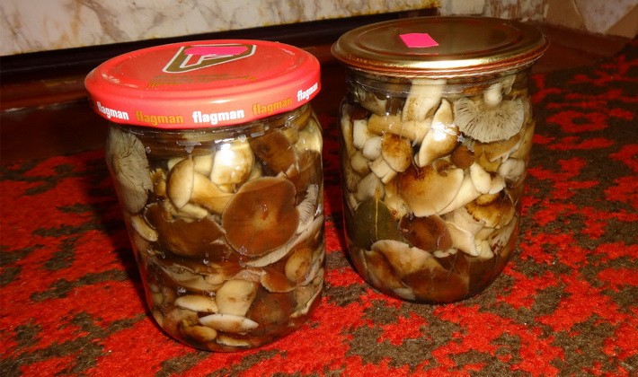 Marinating summer, autumn and hemp mushrooms for the winter