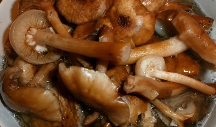 Marinating summer, autumn and hemp mushrooms for the winter