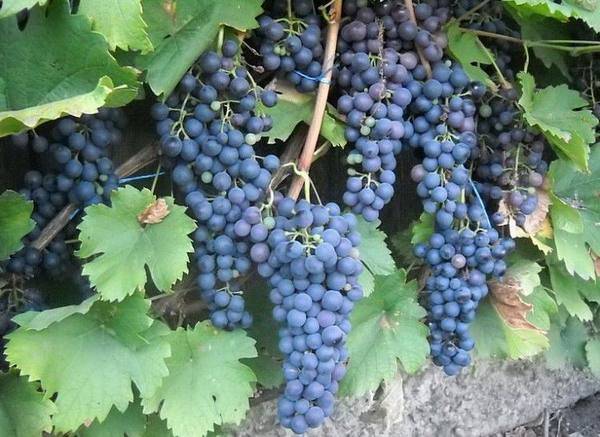 Marquette grapes