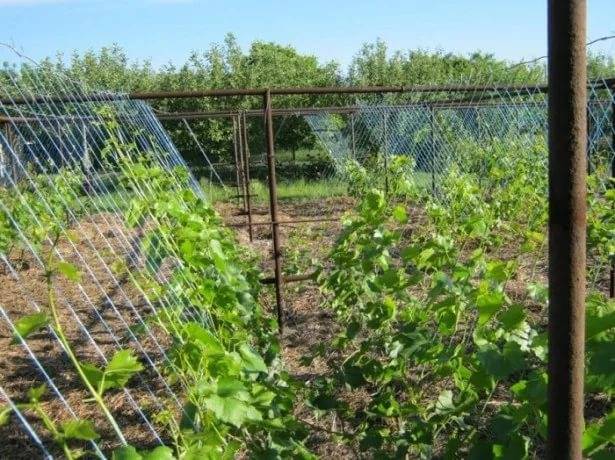 Marquette grapes