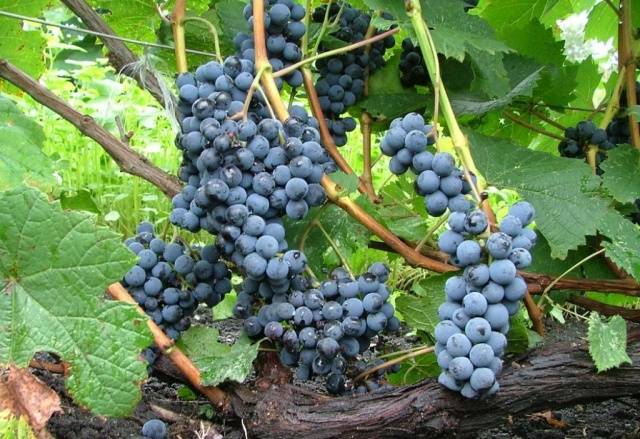 Marquette grapes