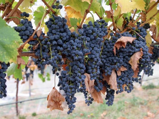 Marquette grapes