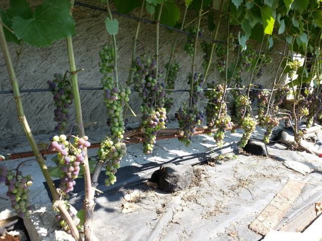 Marquette grapes