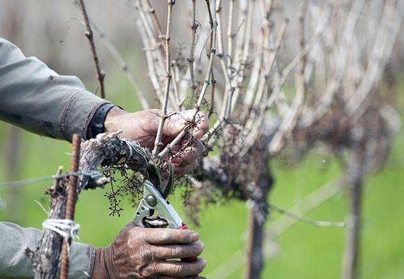 Marquette grapes