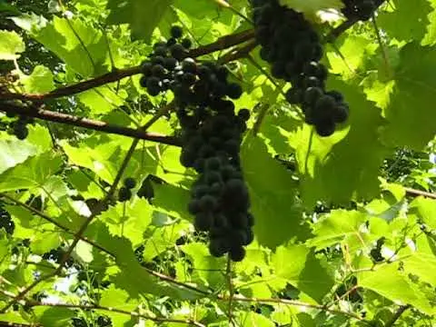 Marquette grapes