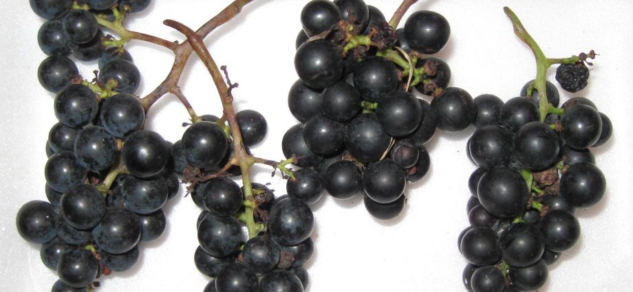 Marquette grapes