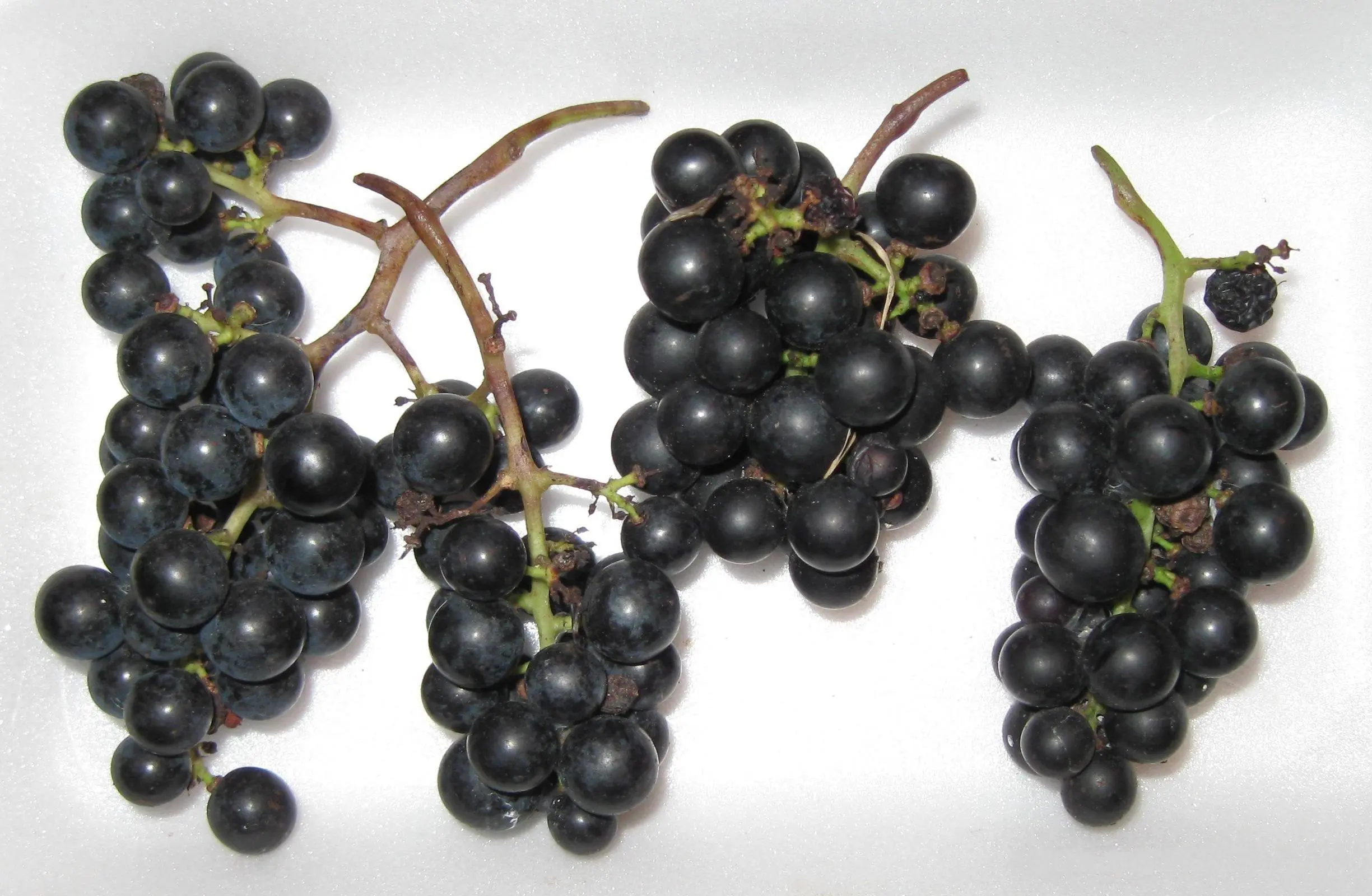 Marquette grapes