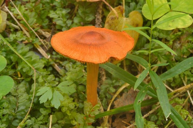 Marsh cobweb (coastal, willow): photo and description