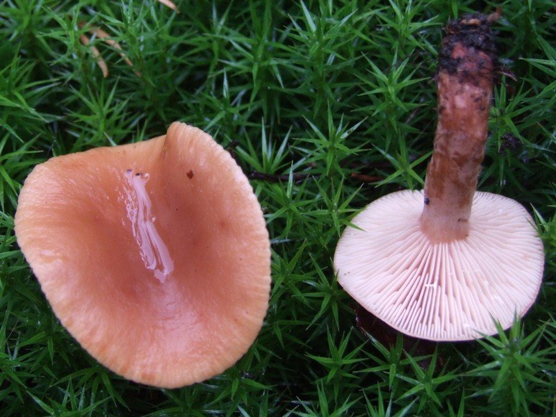 Marsh mushroom (Lactarius sphagneti) photo and description