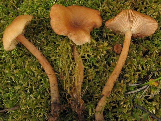 Marsh mushrooms (chased): photo and description