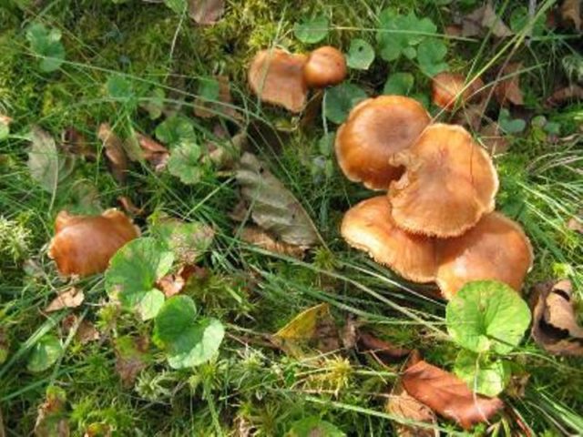 Marsh mushrooms (chased): photo and description